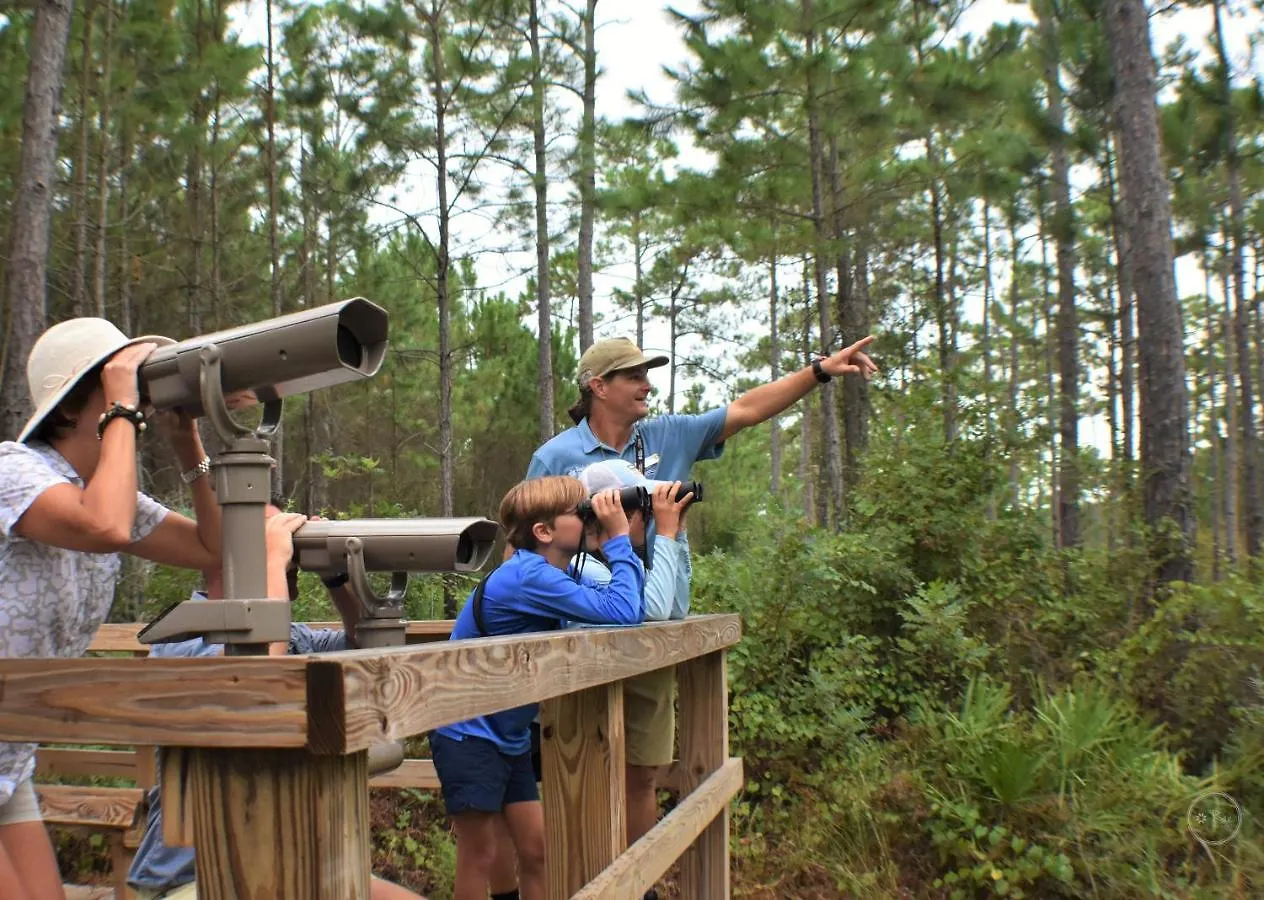 Eagle At Gulf State Park *