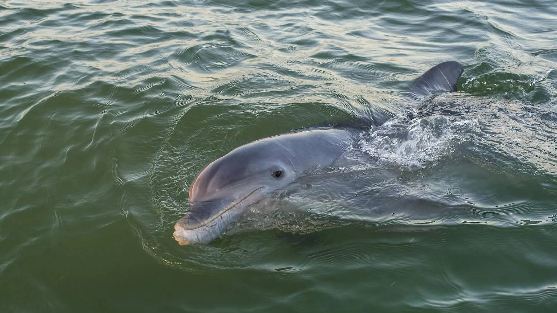 Sanibel 1405