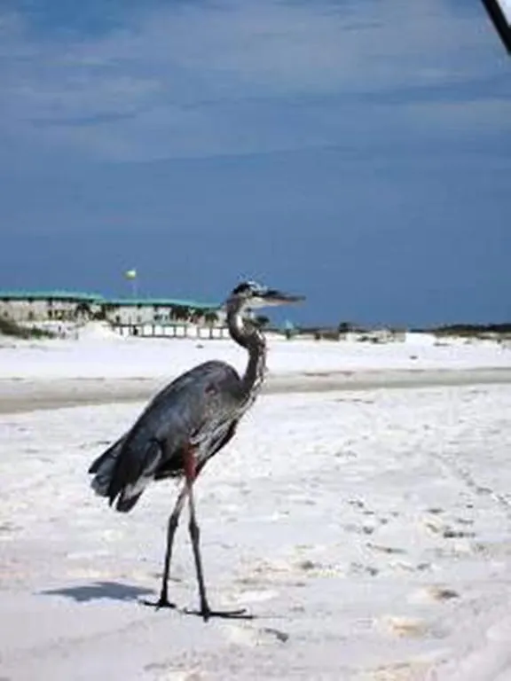 1353 Gulf Shores