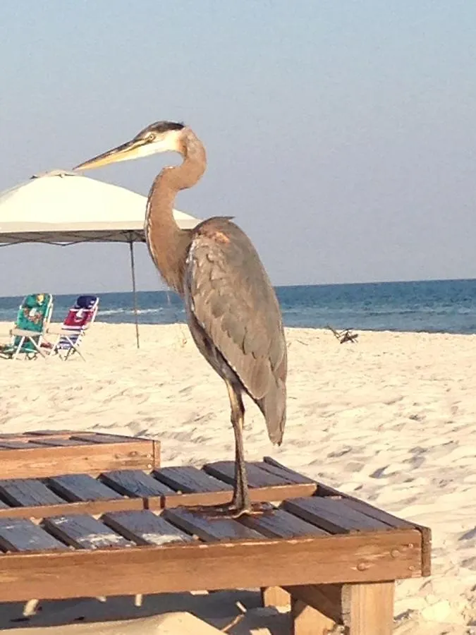 Plantation Gulf Shores