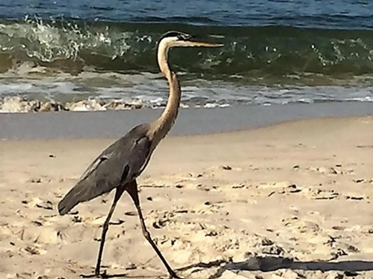 Phoenix 1203 By Bender Vacation Gulf Shores